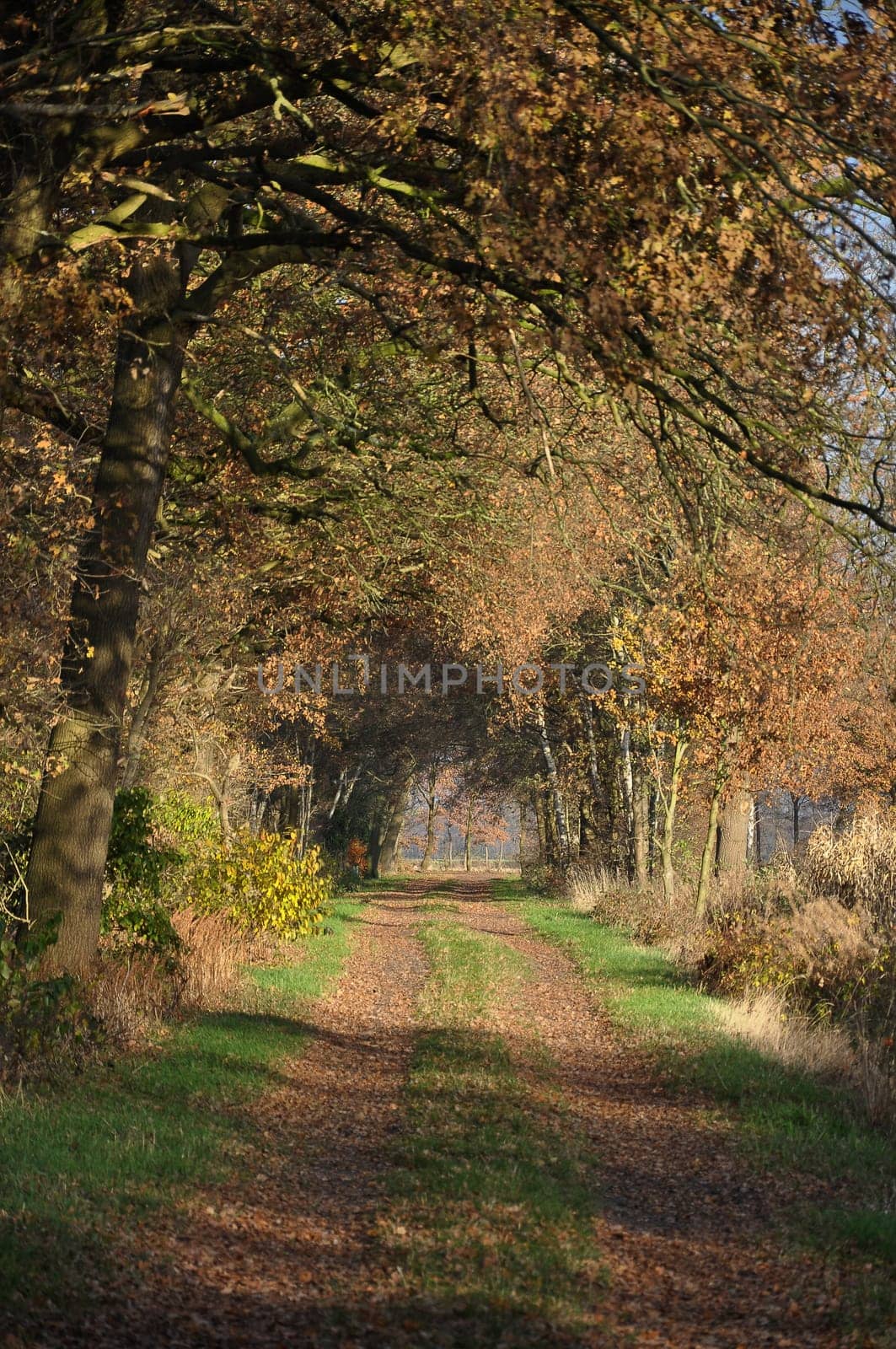 Alley in autumn