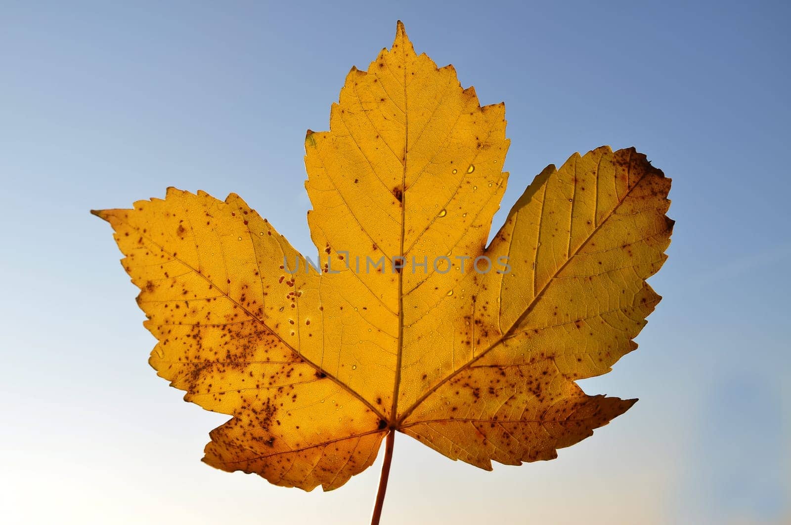 Maple leaf