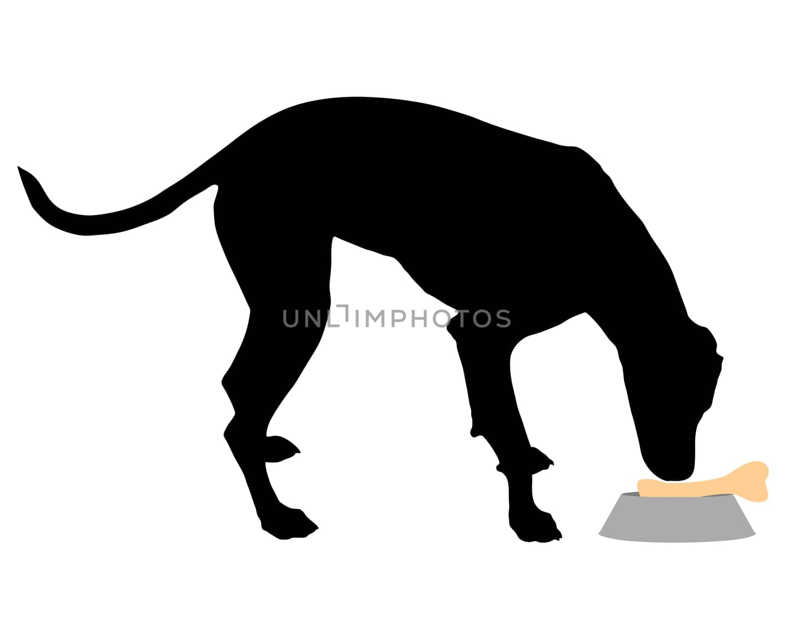 Feeding a dog