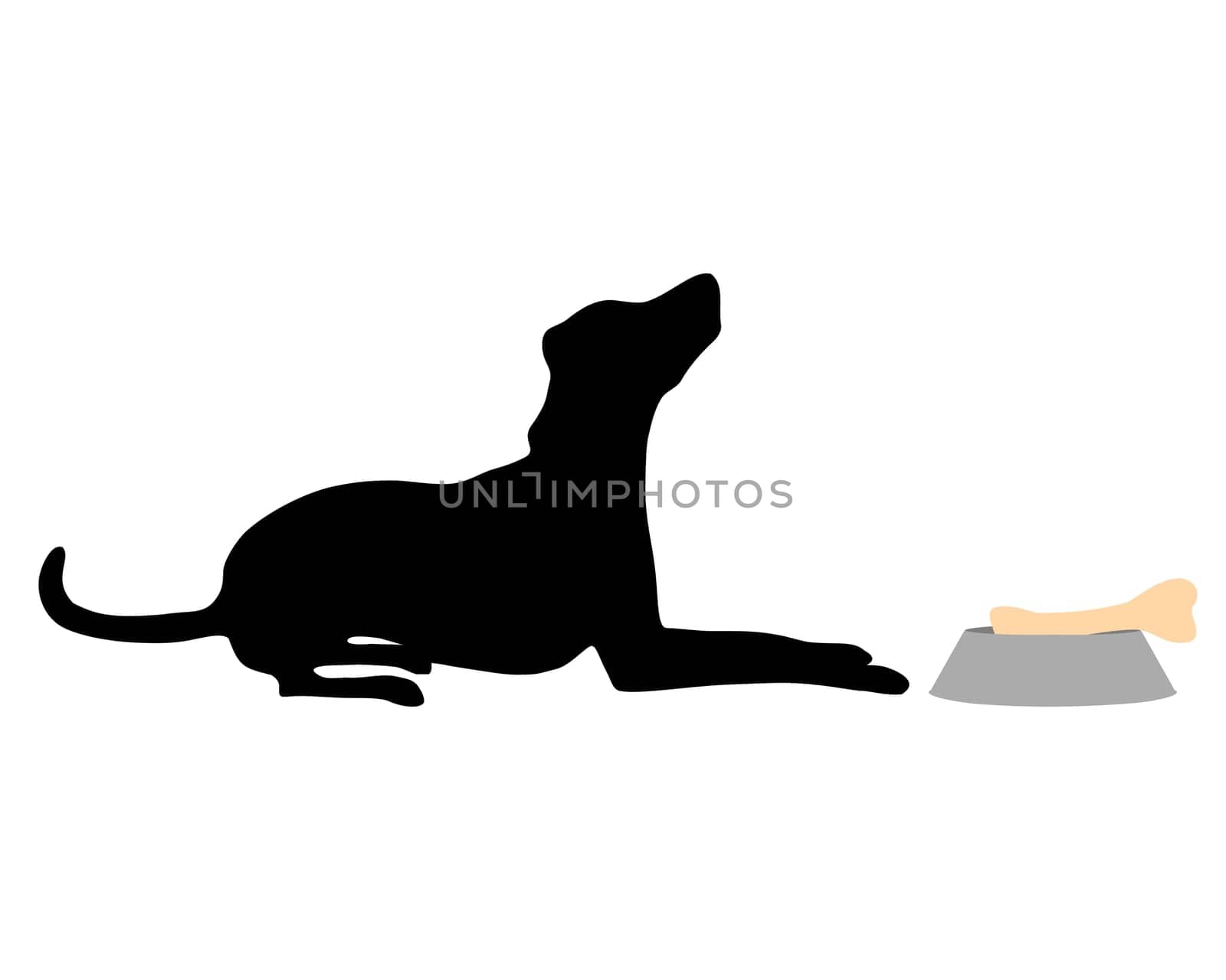 Feeding a dog