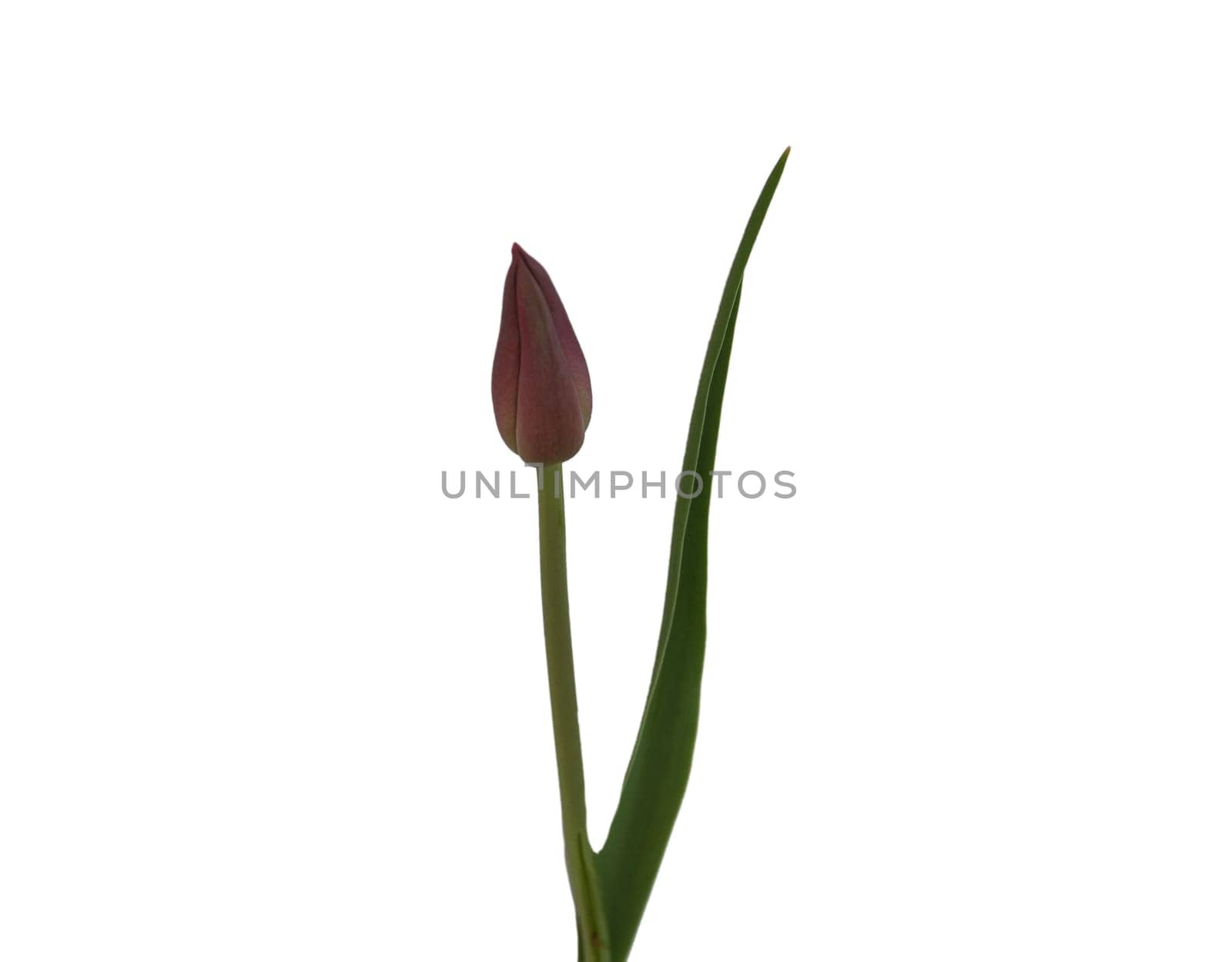 Tulip