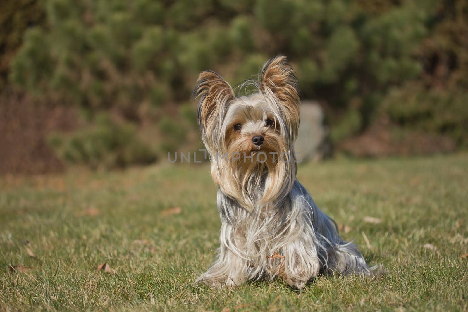 Cute yorkshire terrier is sitting on a green lawn.