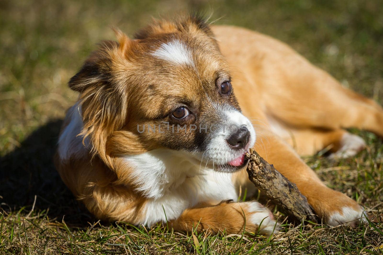 A very young dog gnawing at a stick,the dog lies in a meadow and enjoys the gnawing.