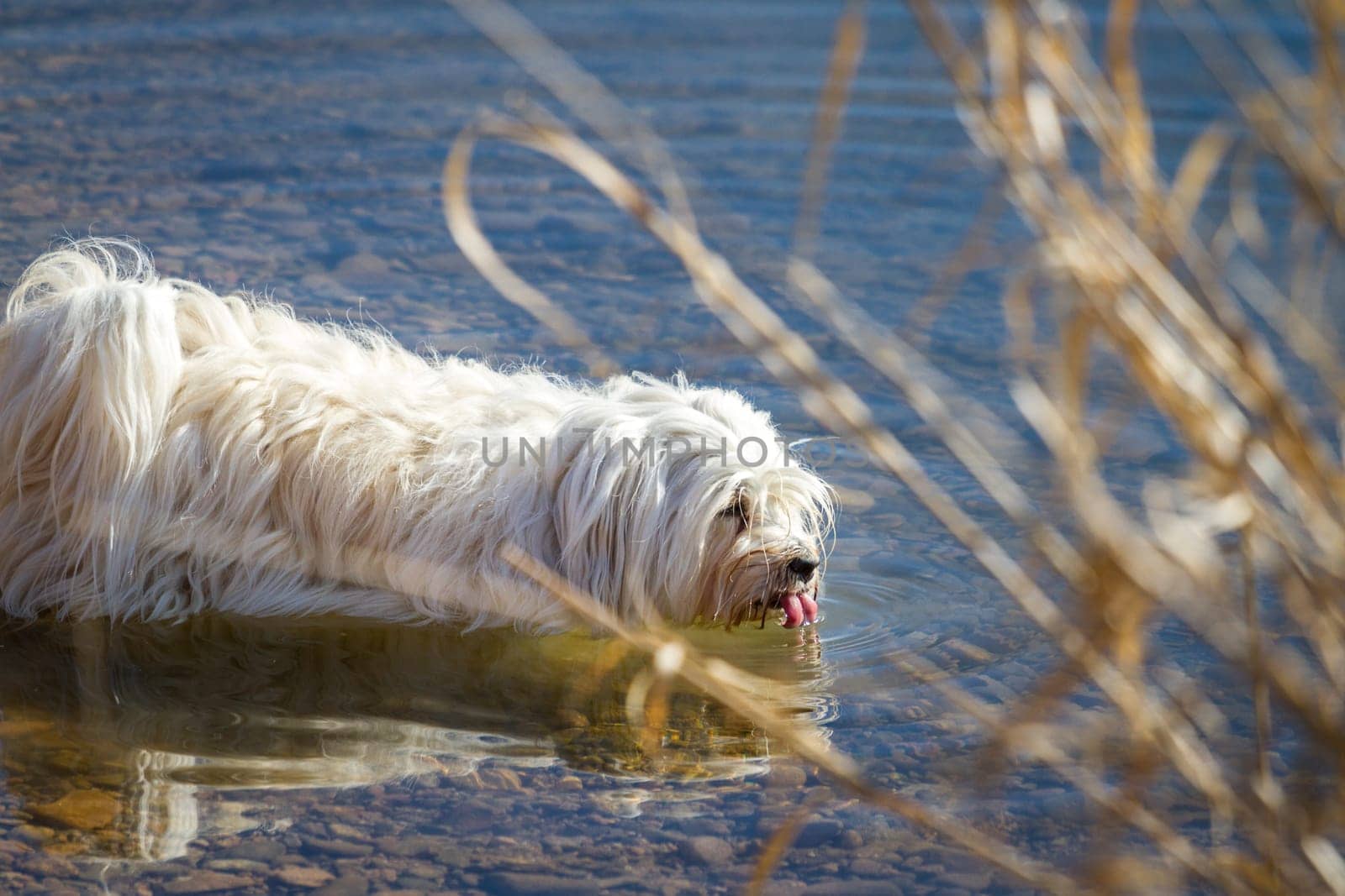 A little white Havanese drinks water from a lake and cools his stomach.
