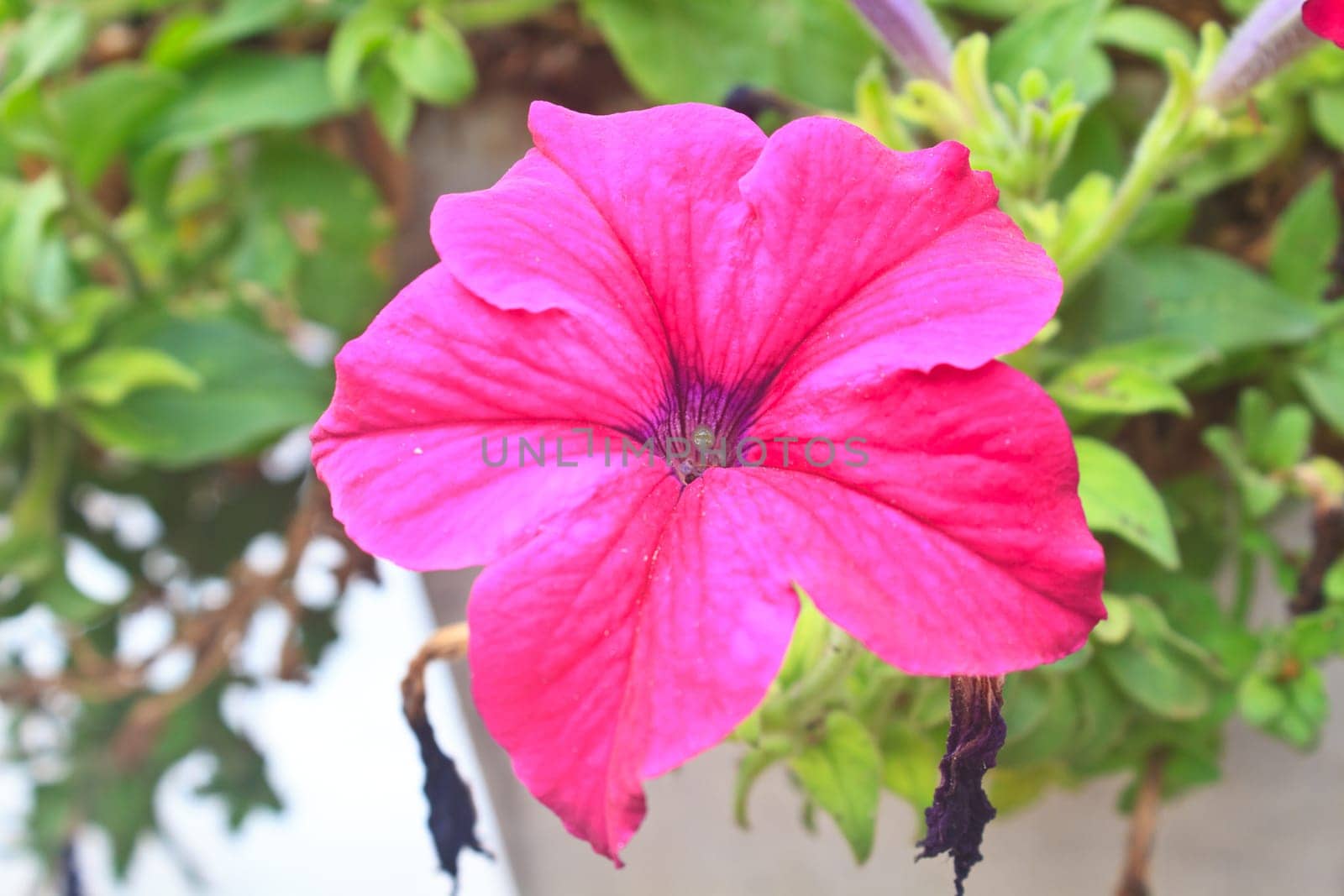 Colorful petunias close-up, selective focus, shallow DoF