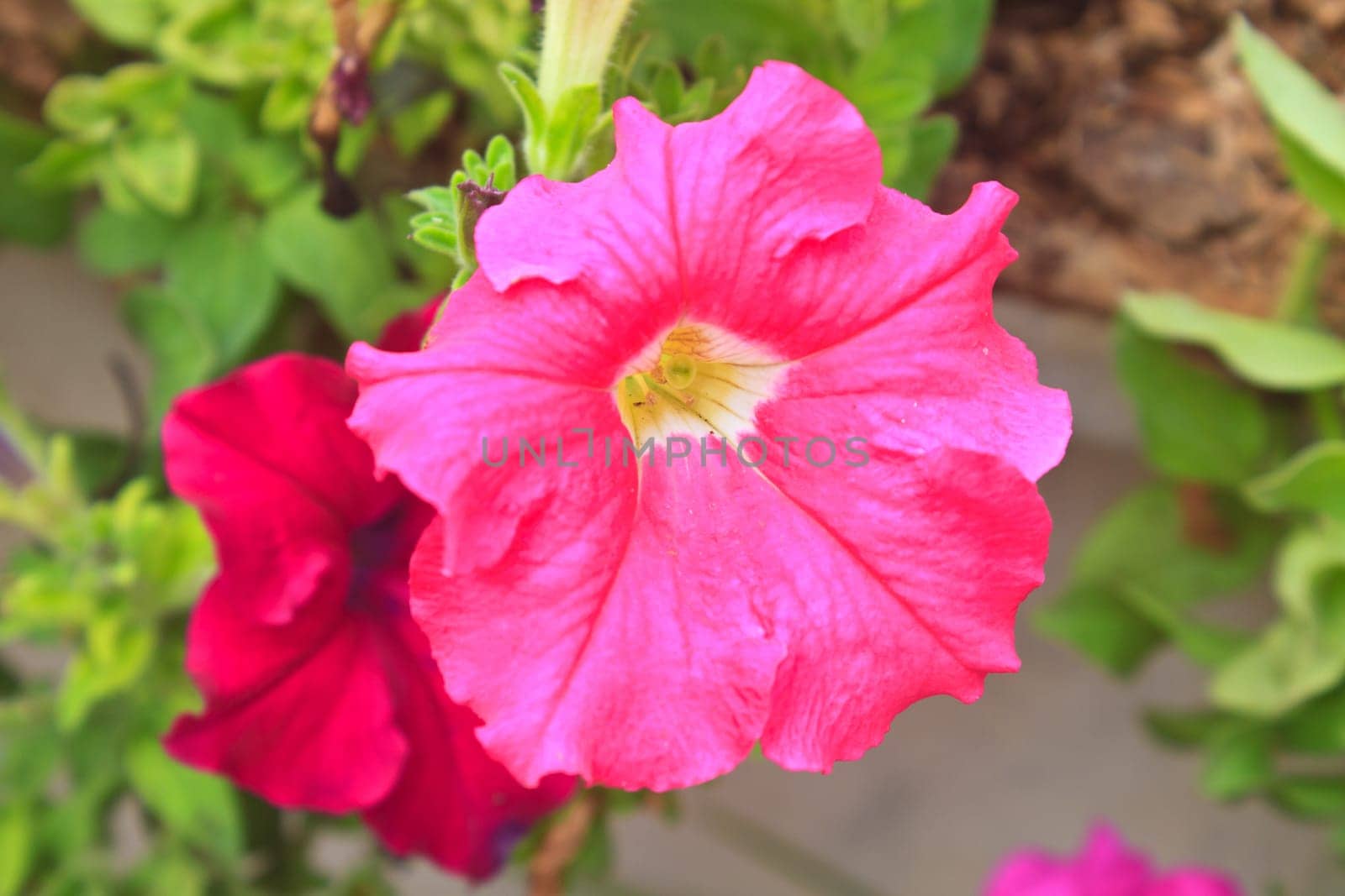 Colorful petunias close-up, selective focus, shallow DoF