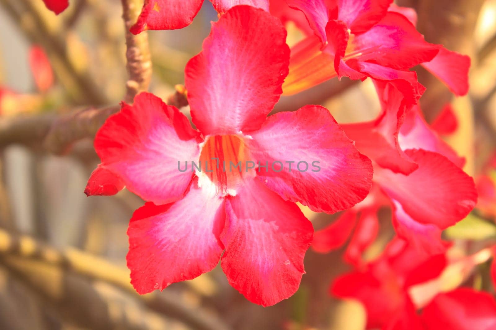 Beautiful pink azalea flowers tropical flowers. Desert roses in the garden