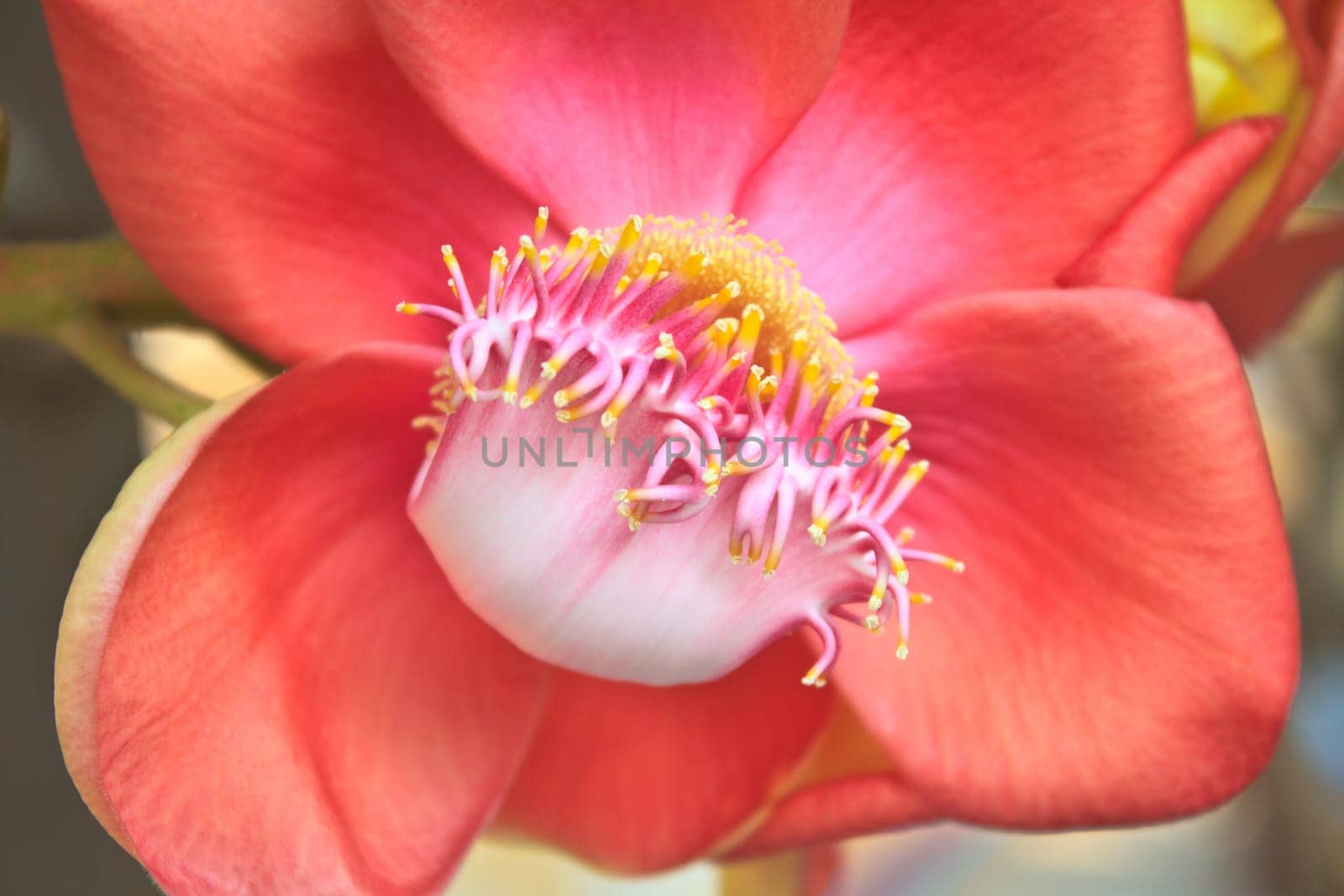 Beautiful Cannon Balltree Flower blossom on tree in Thailand