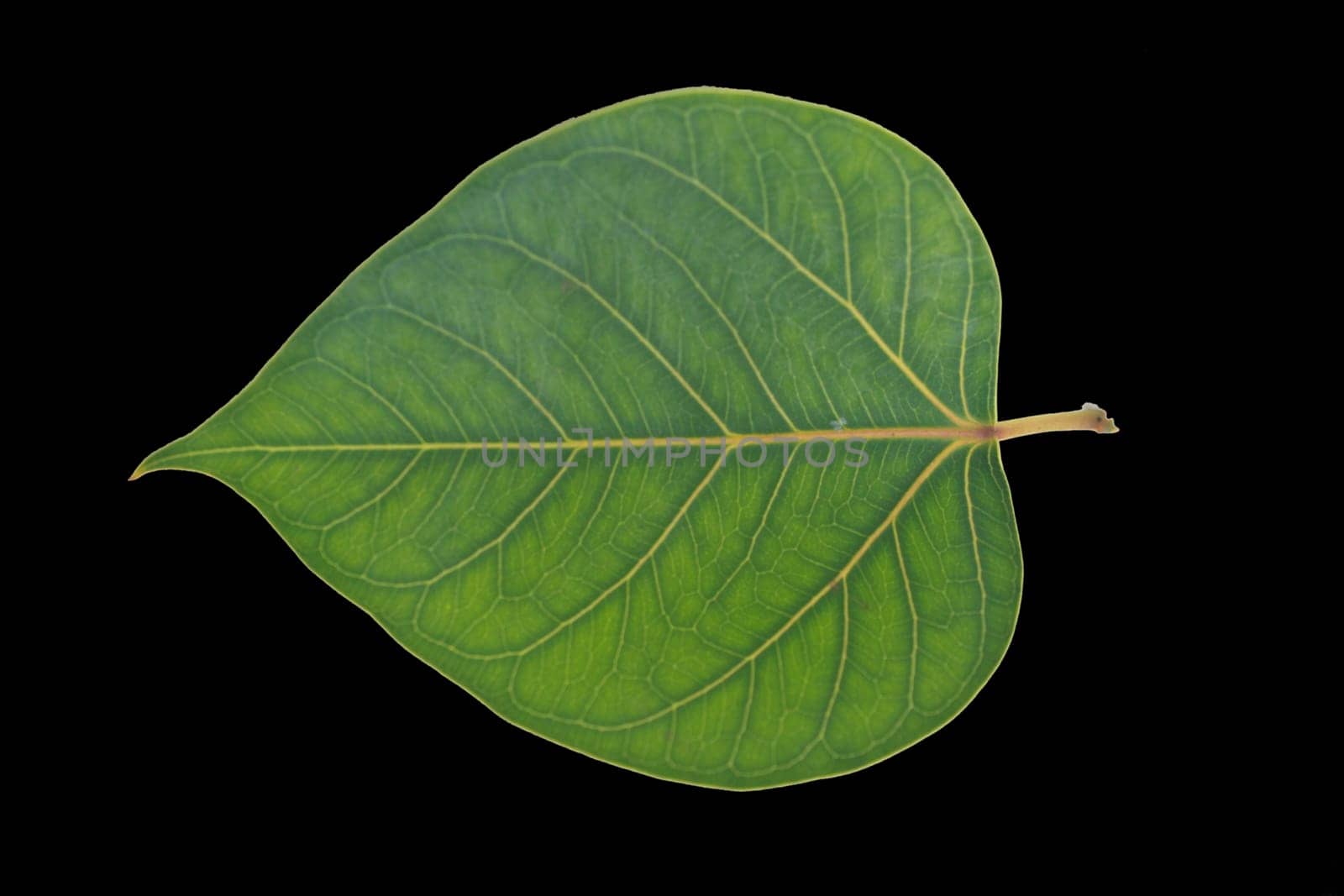 Sacred Fig leaf, isolated on a white background
