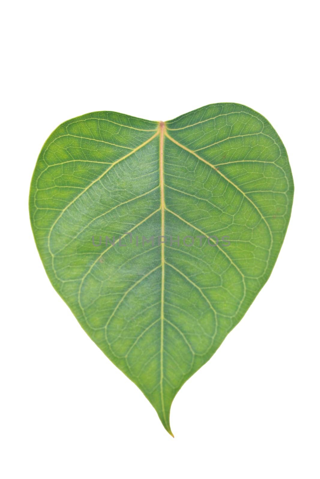 Sacred Fig leaf, isolated on a white background