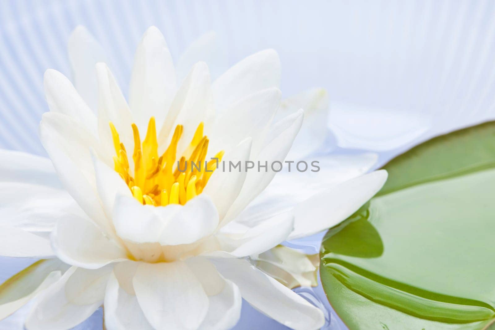 White lotus flower or water lily floating