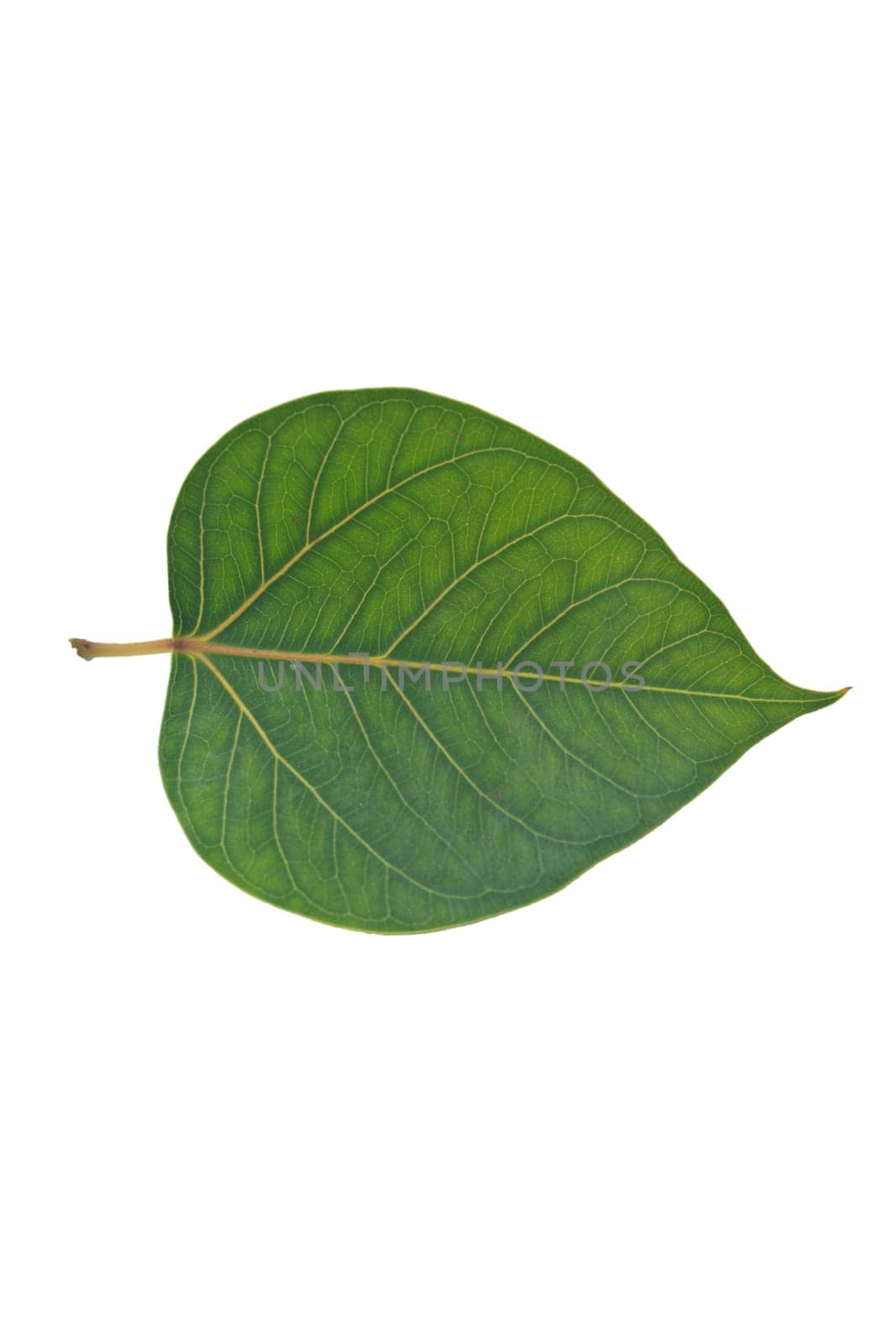 Sacred Fig leaf, isolated on a white background