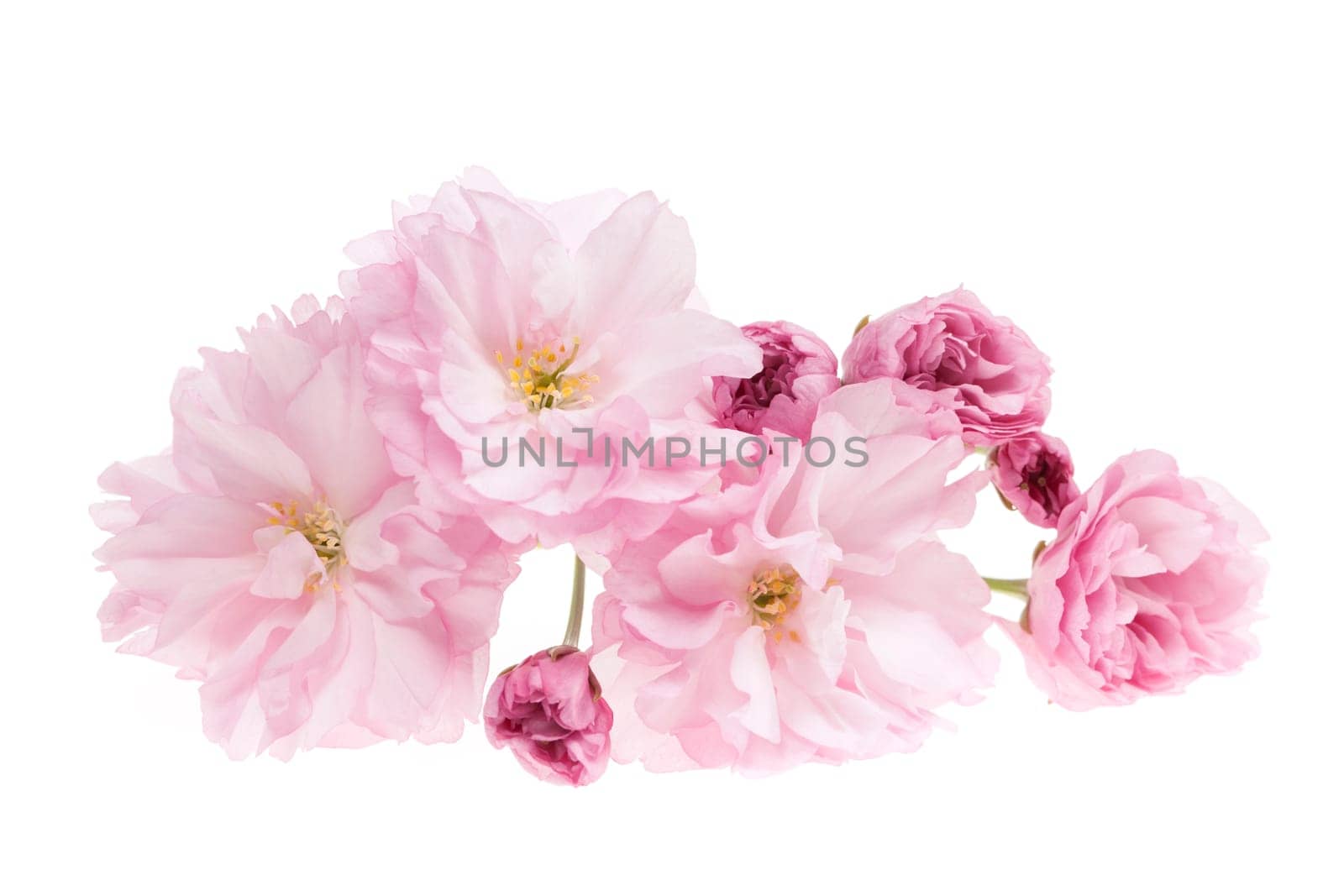 Pink cherry blossom flowers close up isolated on white background