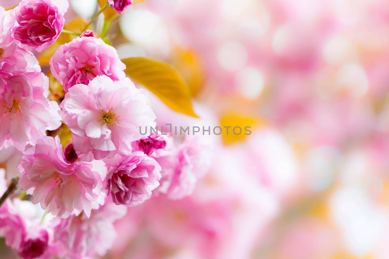 Pink spring background with cherry blossom flowers on flowering tree branch blooming in orchard