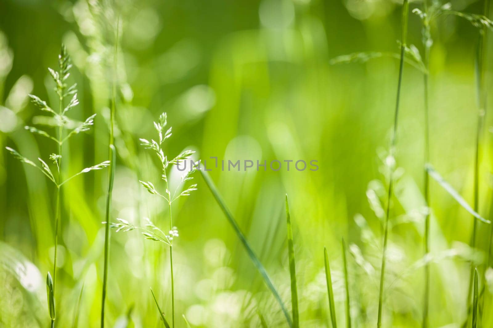 Summer flowering grass and green plants in June sunshine with copy space