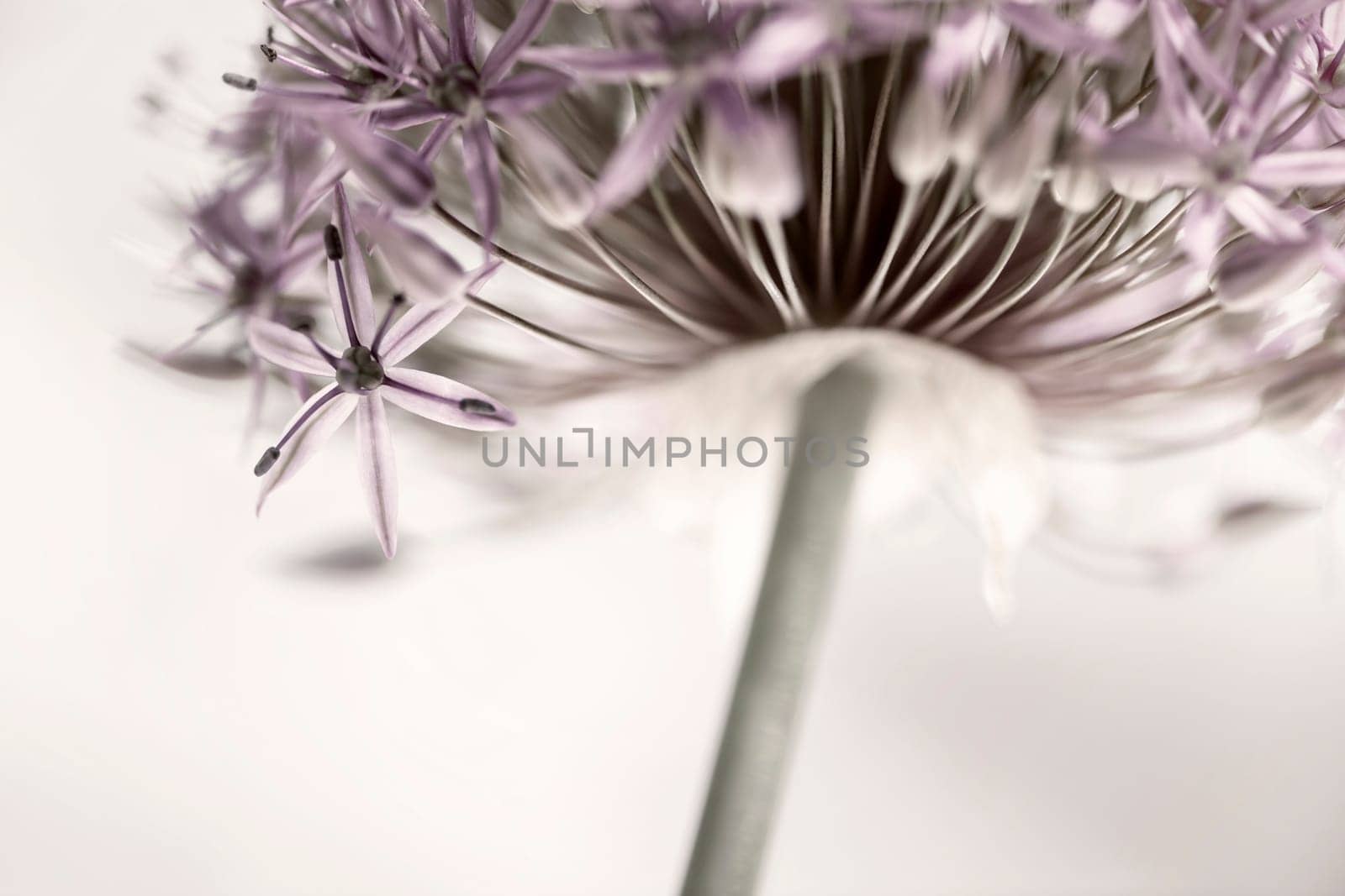 Closeup of pink and purple flowering onion flower head from below