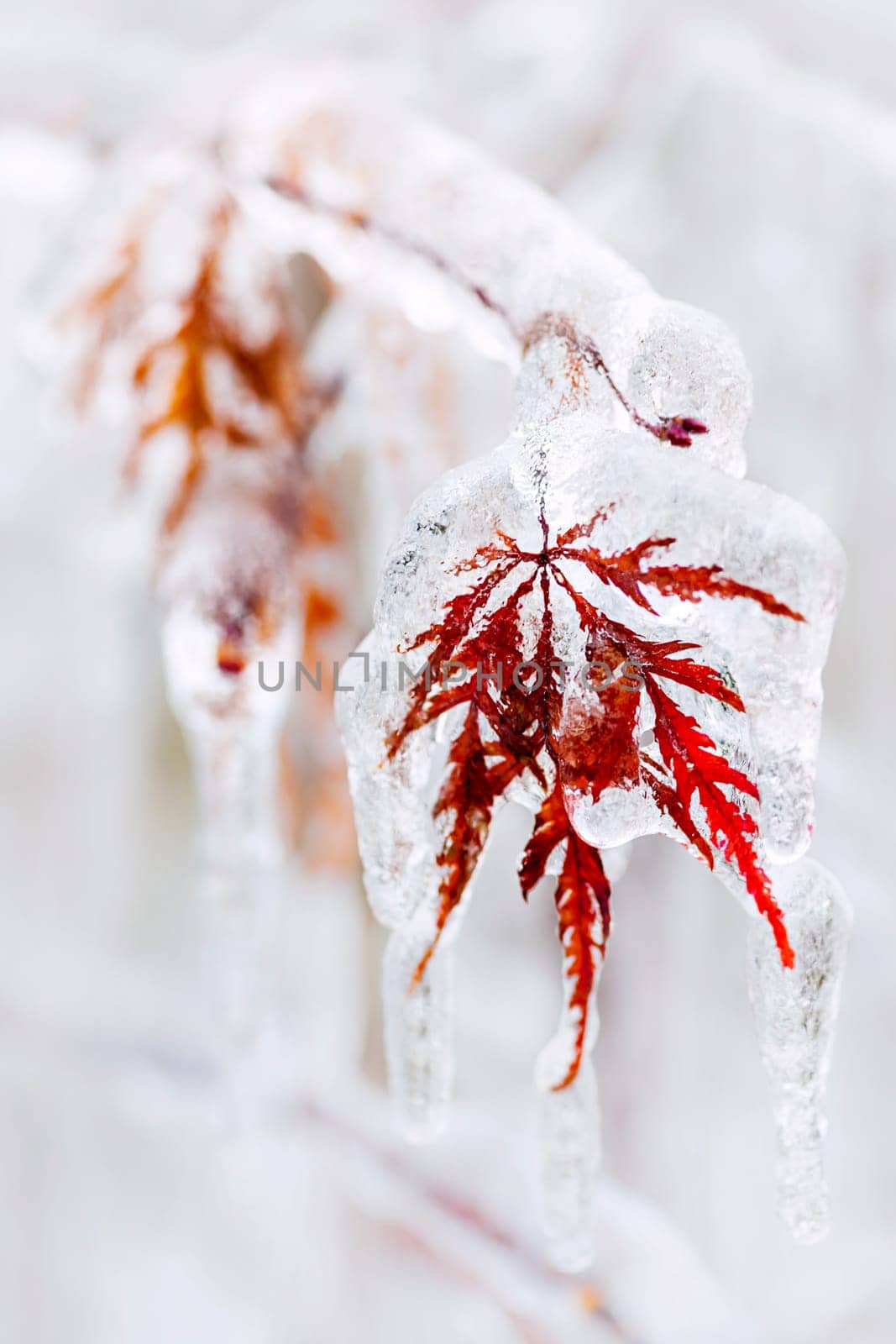 Tree leaf covered in ice and icicles during winter