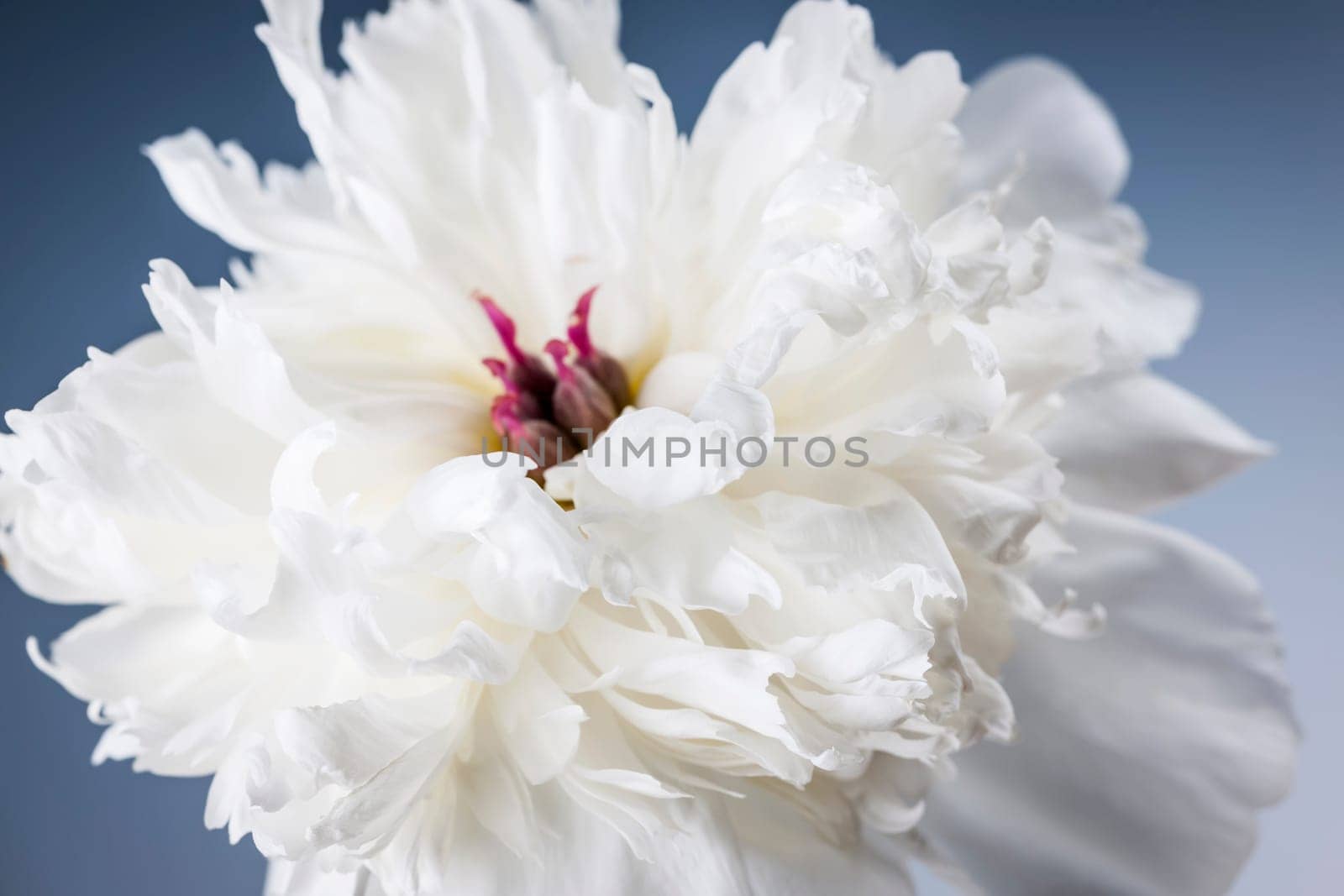 Studio closeup shot of one white peony flower on blue background