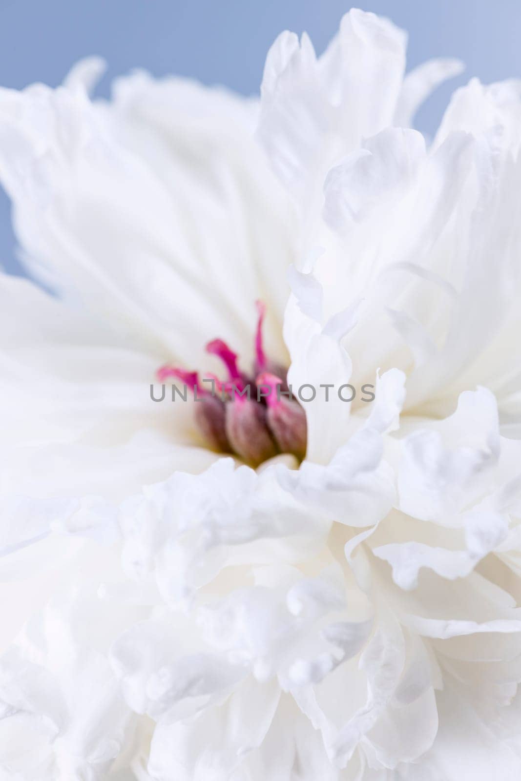 Studio macro shot of white peony flower head with focus on petals