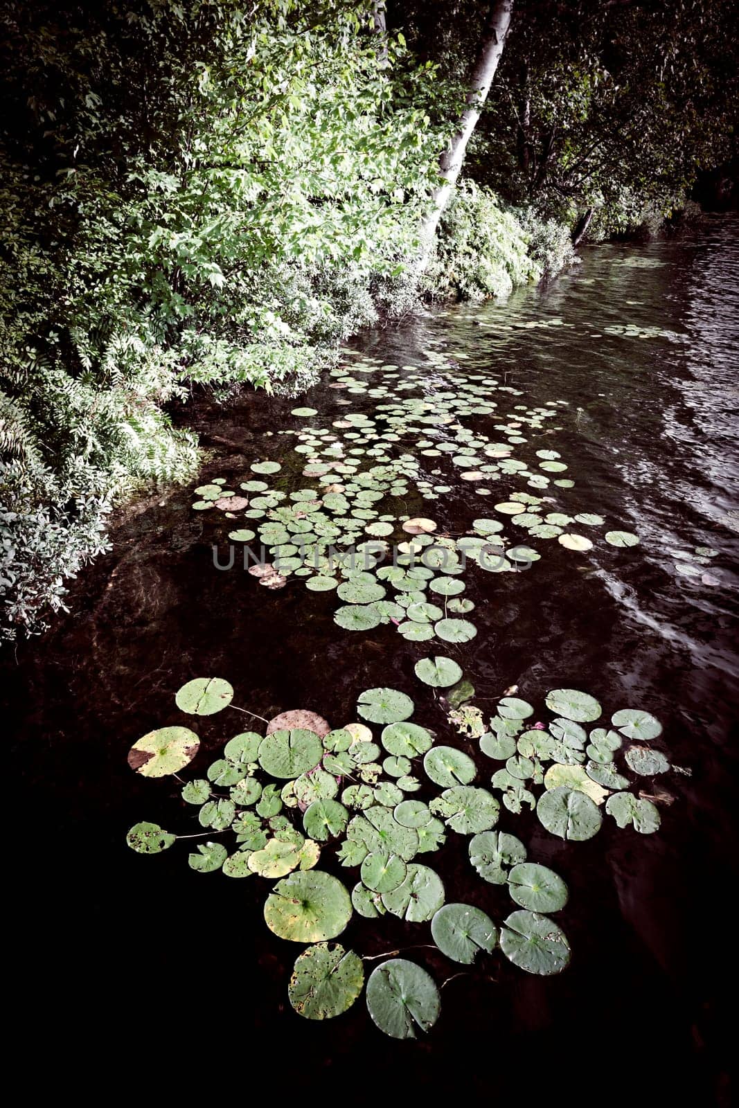 Lily pads floating on dark water near lake shore