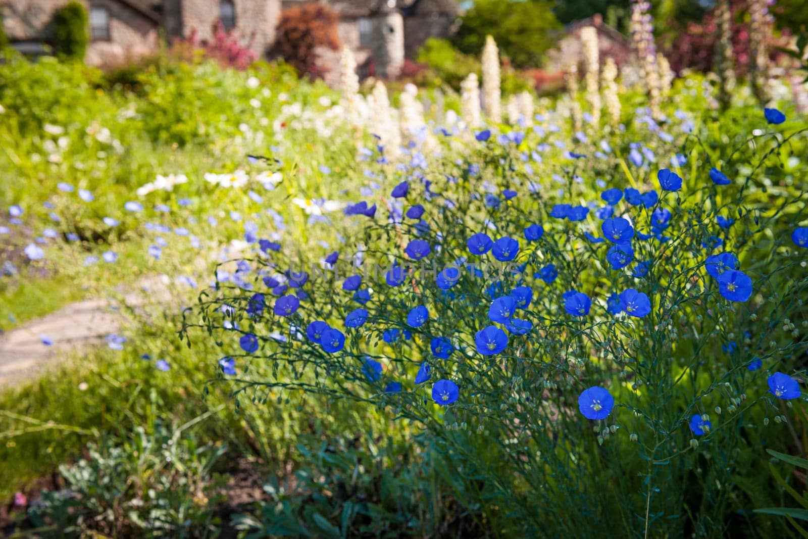 Blue flax flowers blooming along path in summer garden