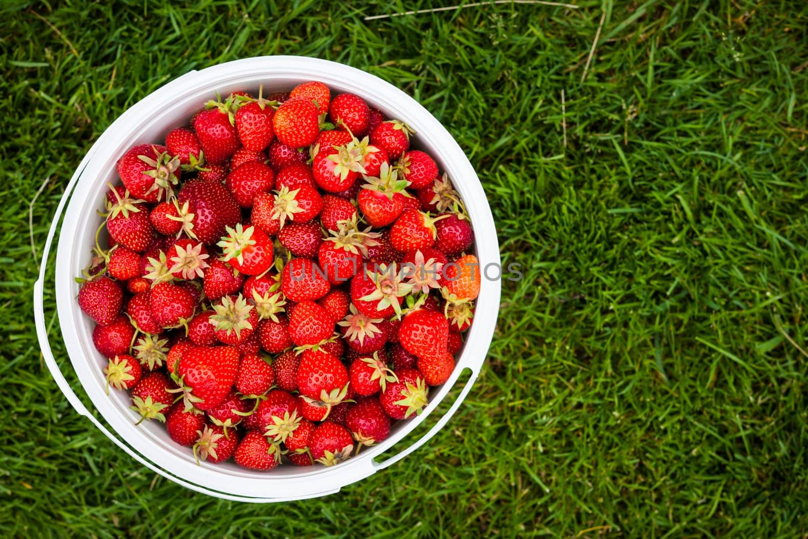 Bucket of freshly picked strawberries shot from above on green grass outside with copy space