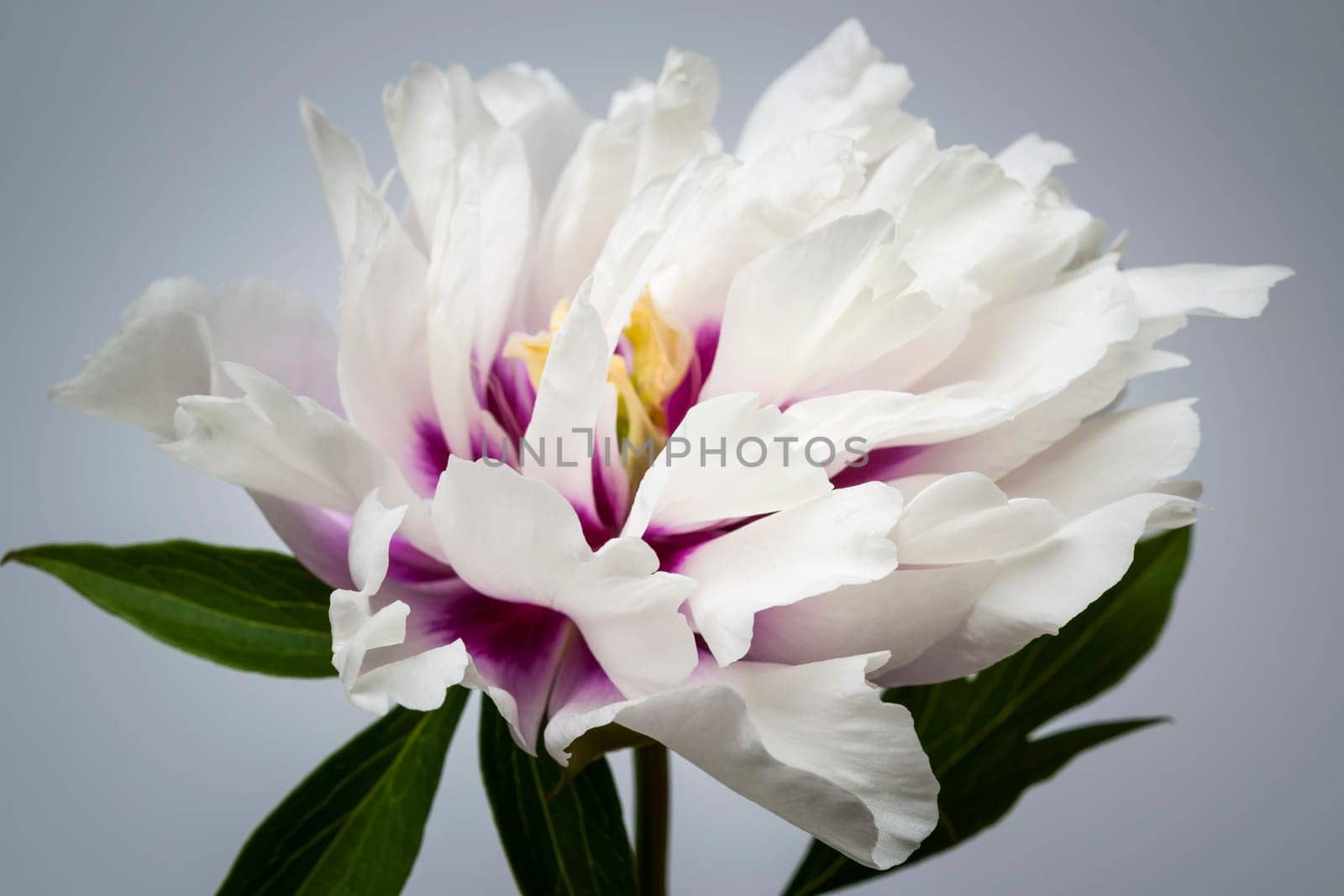 Studio closeup shot of one white and purple peony flower on gray background