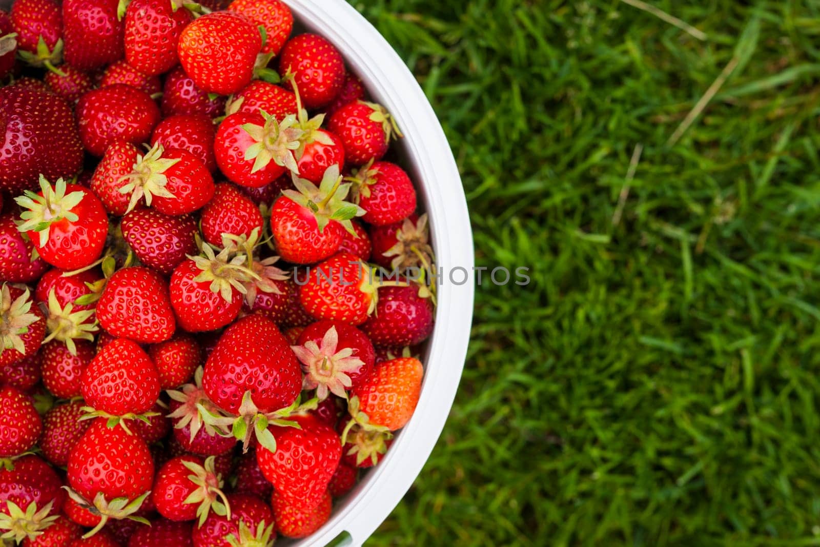 Bucket of freshly picked strawberries shot from above on green grass outside with copy space