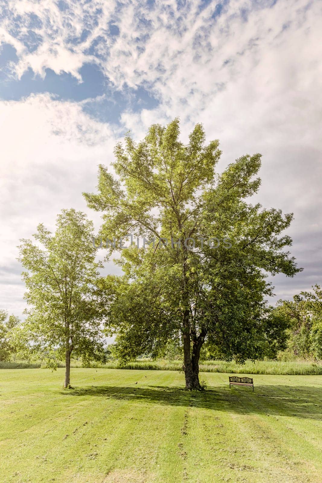 Trees in park with mowed lawn and bench