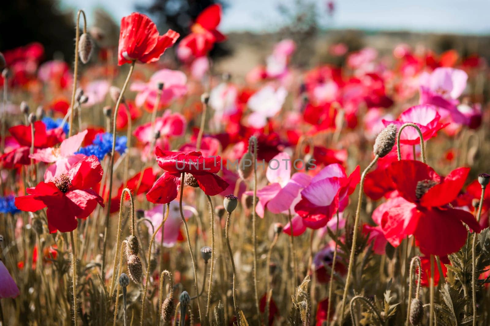 Red and pink poppies with other wildflowers in summer meadow