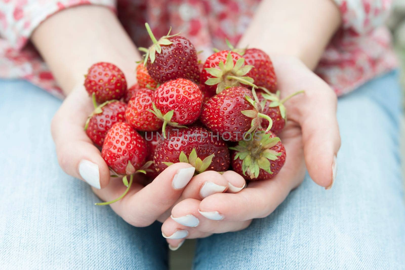 Closeup of female hands holding freshly picked strawberries