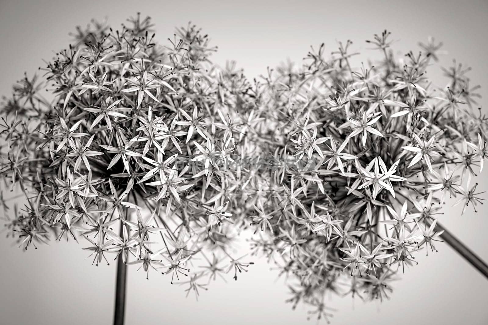 Macro closeup of flowering onion flowers in black and white