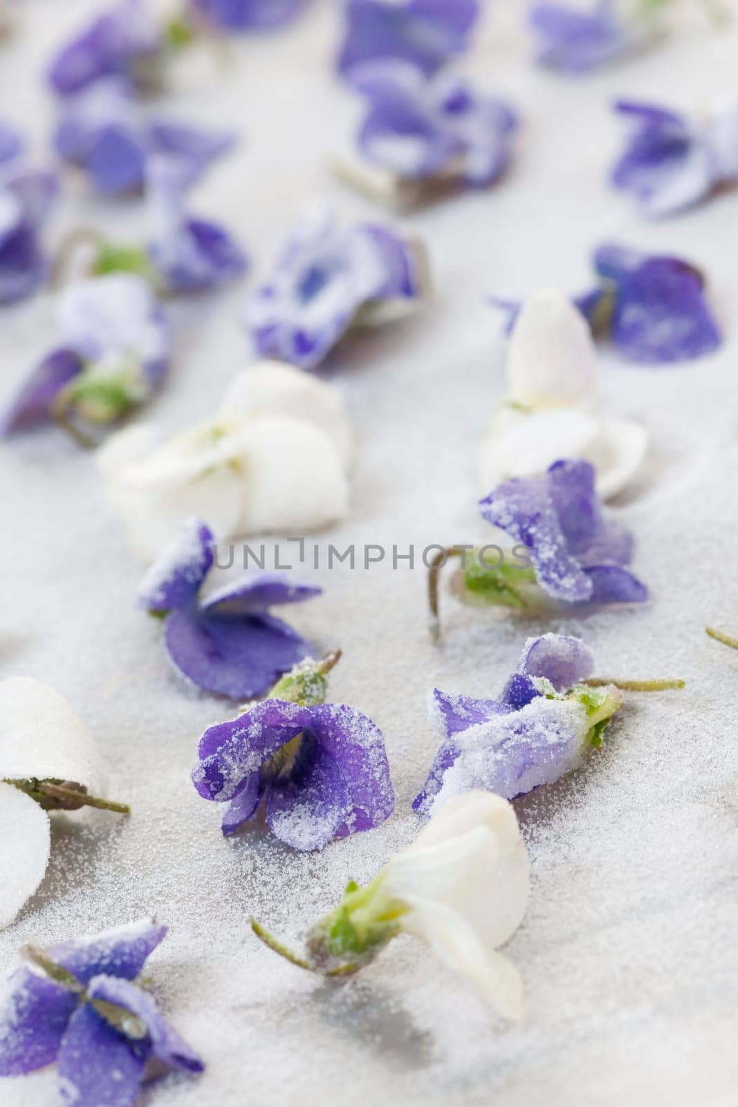 Candied sugared violet flowers drying on parchment paper