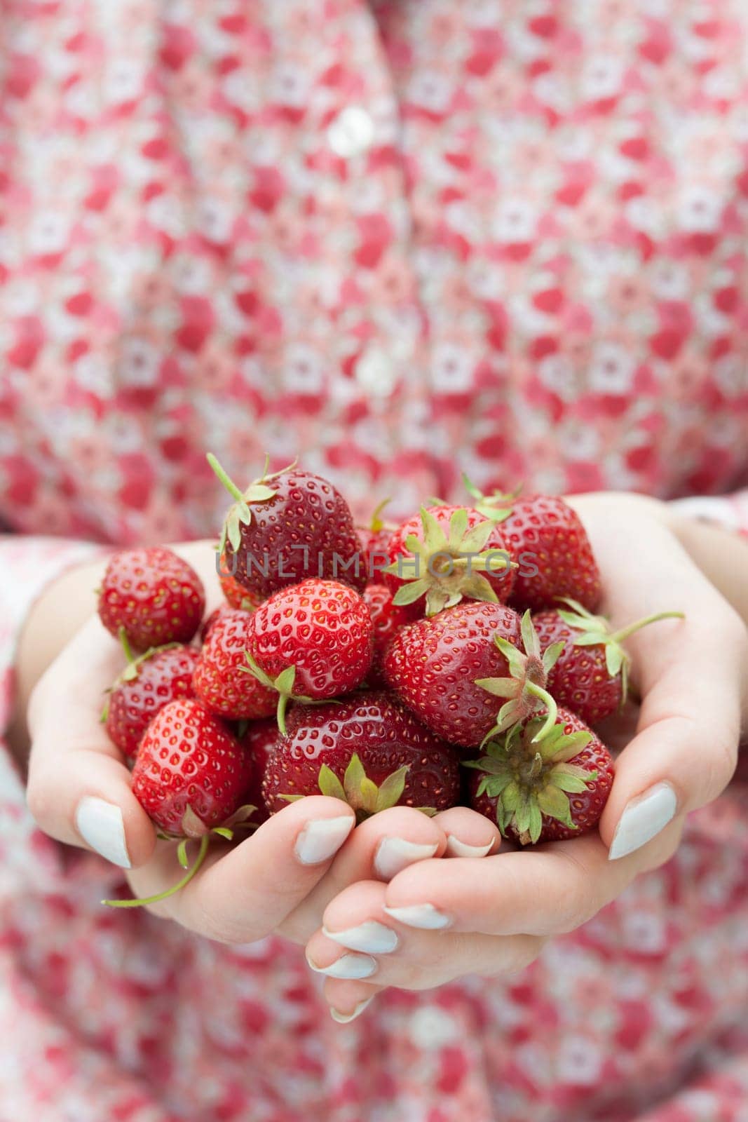 Closeup of female hands holding freshly picked strawberries with copy space