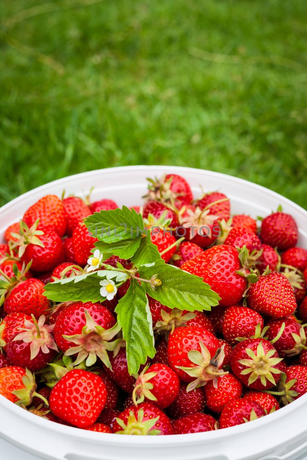 Freshly picked strawberries in bucket outside on green grass with copy space