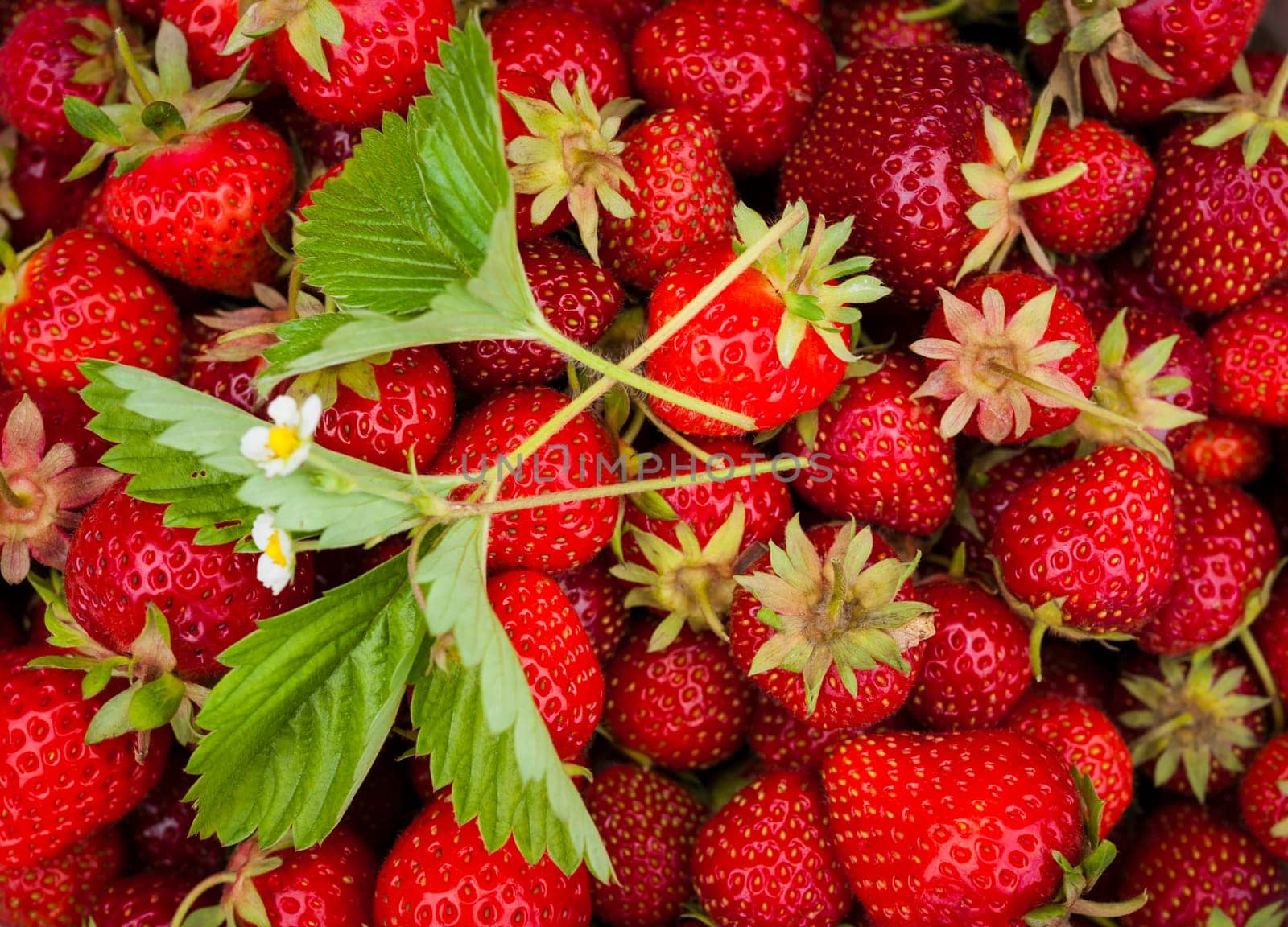 Closeup of many freshly picked red strawberries