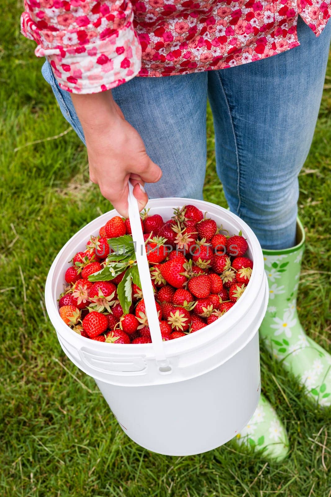 Woman holding bucket of freshly picked strawberries on green grass outside in garden