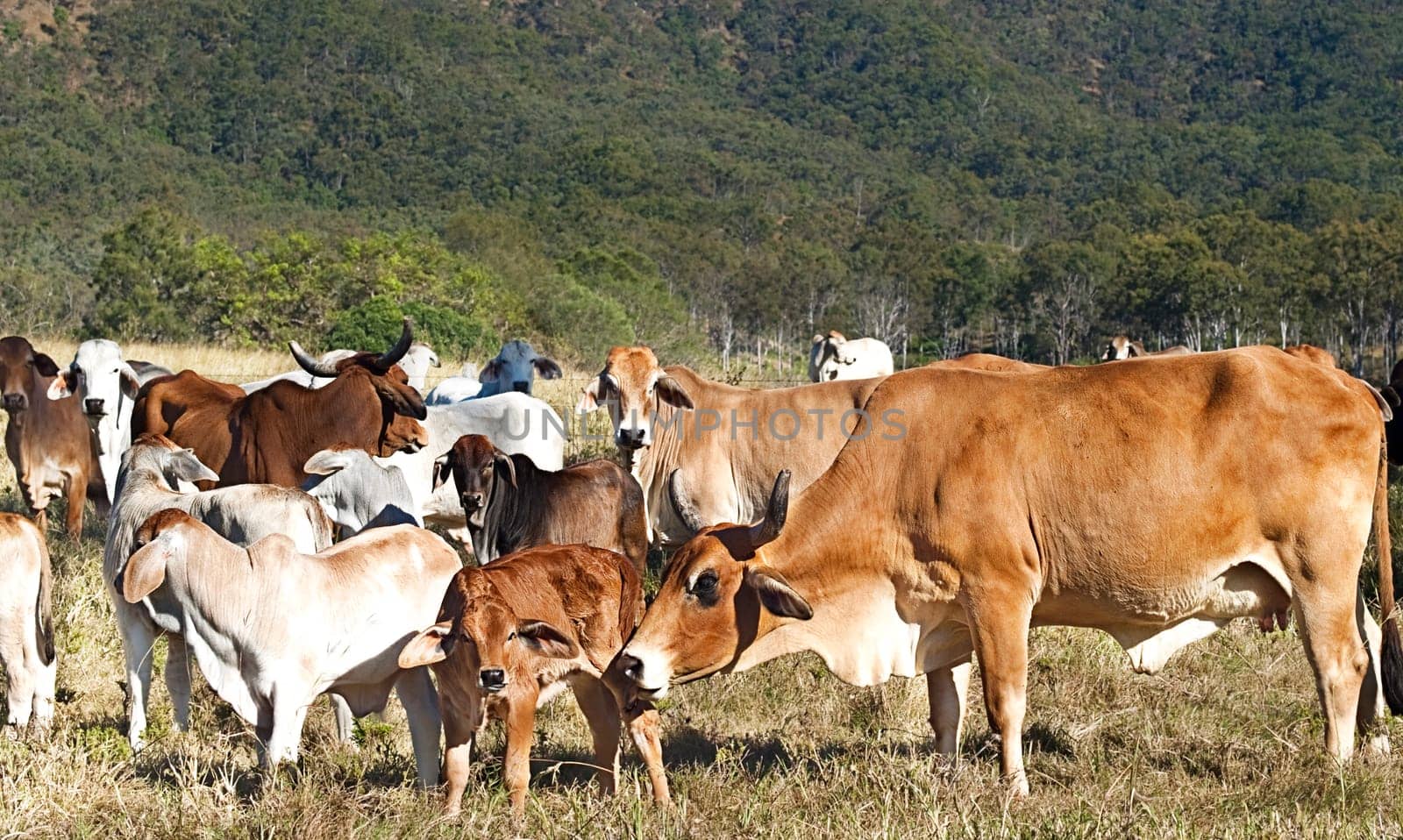 Australian beef cattle herd of cows on ranch with brahman calfs