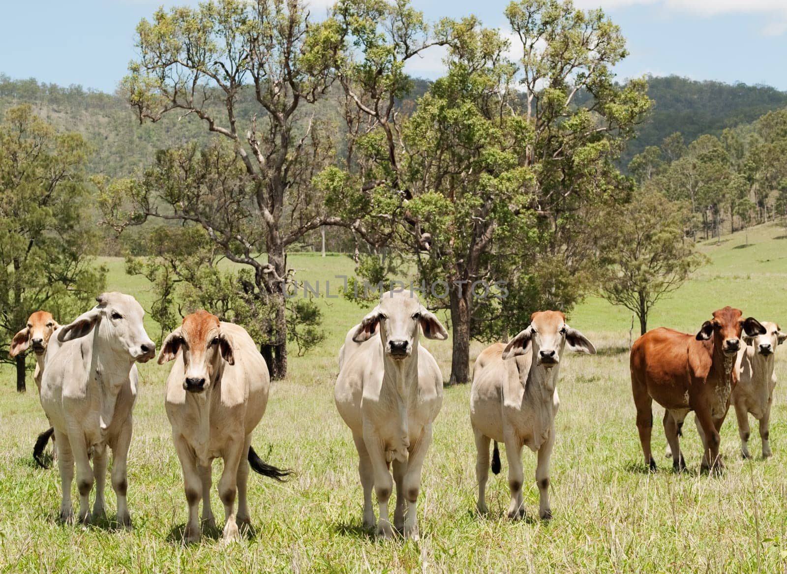 Australian countryside farm scene with herd of  beef cattle cows and gum trees