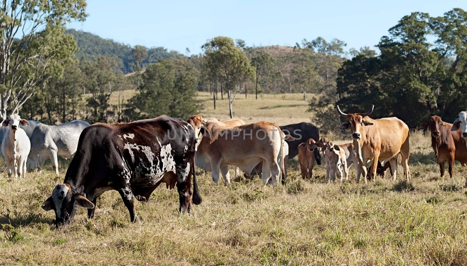 Australian rural ranch scene with brindle cow in a brahman beef cattle herd  amongst eucalypt gum trees