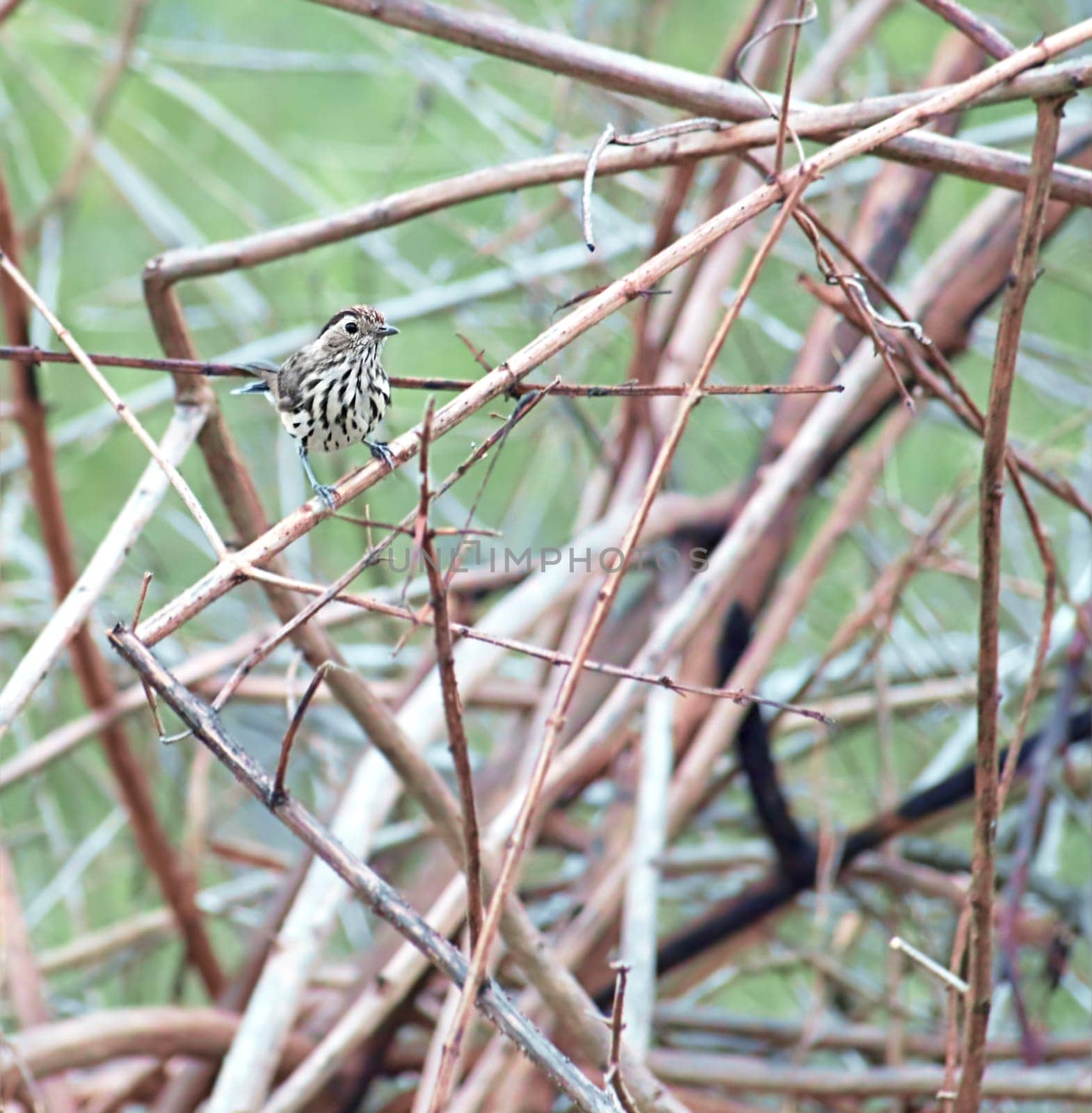 Camouflaged Speckled Warbler Australian nature native bird  Chthonicola sagittata or Pyrrholaemus sagittatus a small insect eating bird