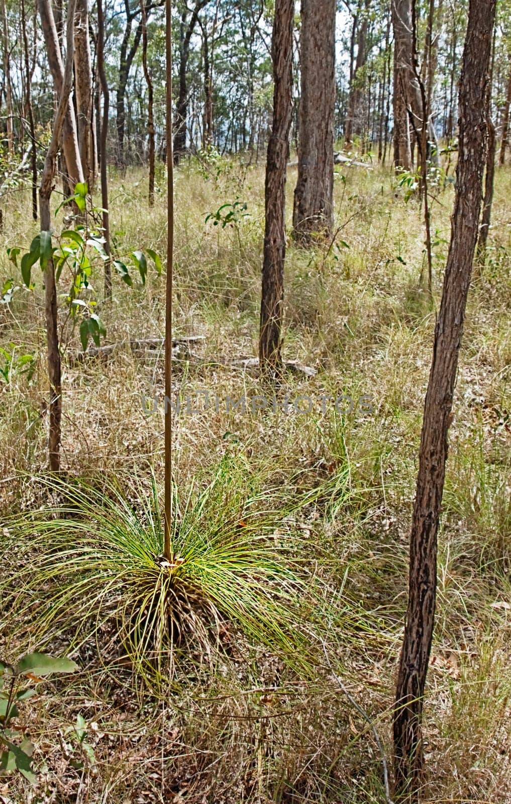 Landscape Australia, dry eucalypt sclerophyll forest with young Xanthorrhoea grasstree known as blackboys  and Australian gum trees in portrait view
