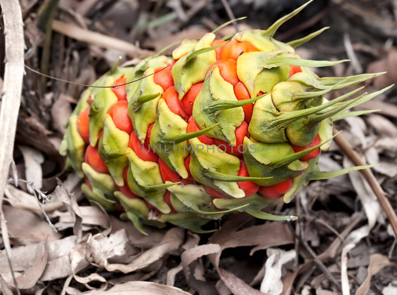 Australiana, female fruit cone of ancient plant, Australian cycad, Macrozamia miquelii, native flora of Australia,with orange fleshy seed pods, endemic plant to Queensland