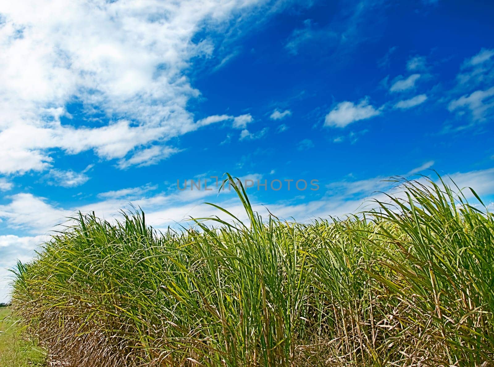 Windy day scene with long green sugarcane grass and wispy fluffy clouds in blue sky