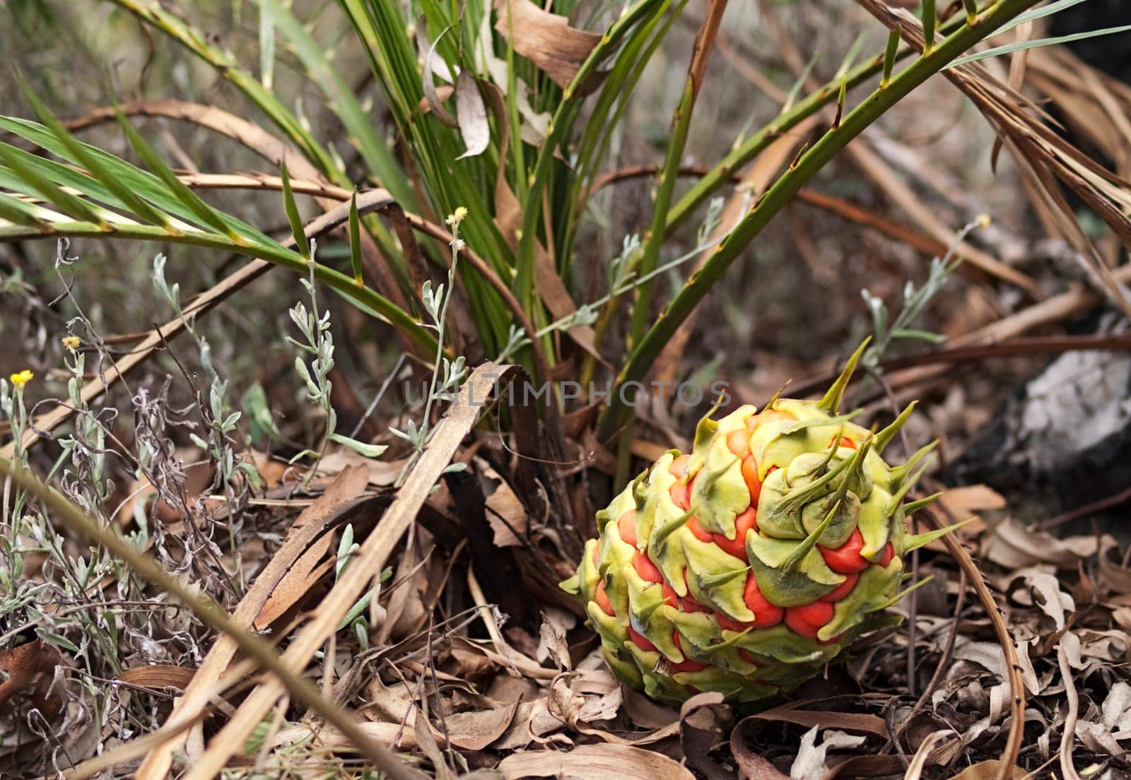 Protected species Australian cycad Macrozamia miquelii with fruit in its natural eucalypt bush environment
