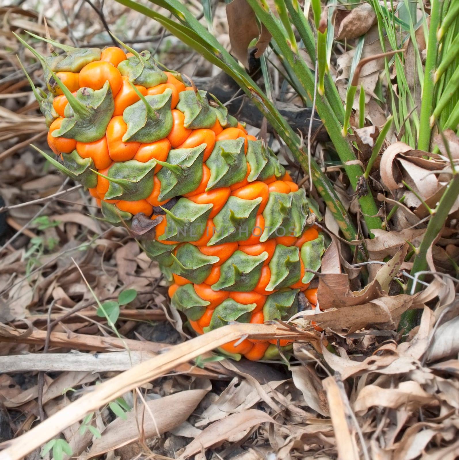 Female fruit cone of protected species Australian cycad Macrozamia miquelii  in its natural eucalypt bush environment