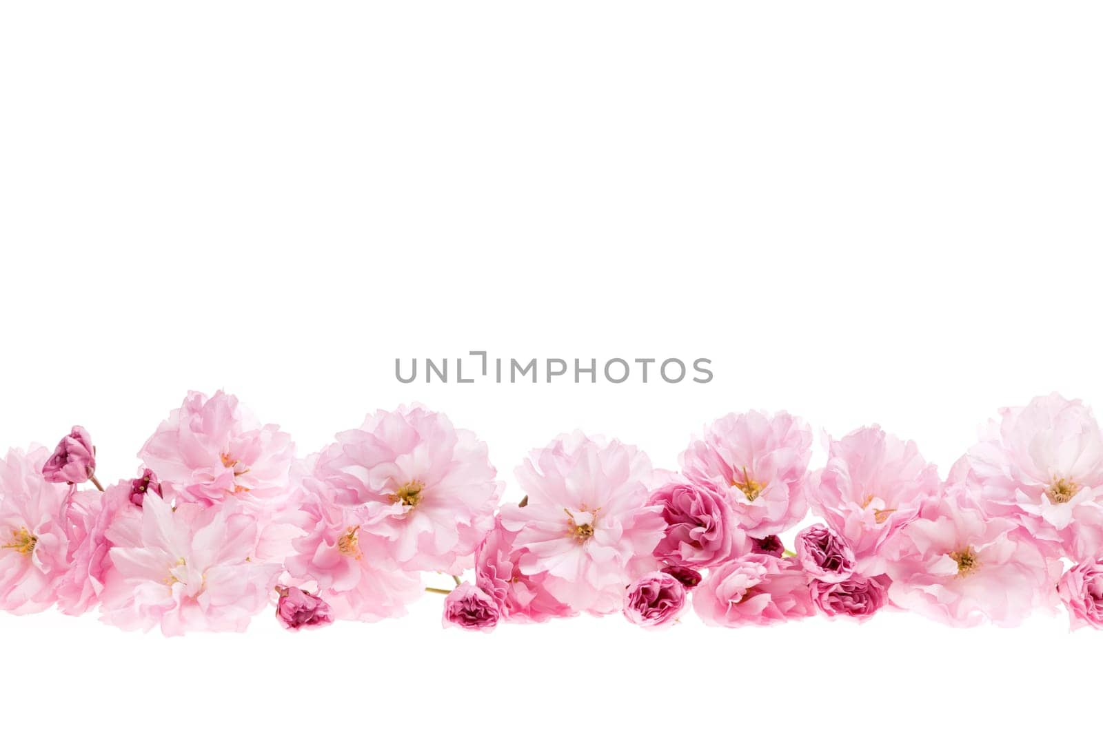 Row of cherry blossom flowers as flower border with copy space isolated on white background