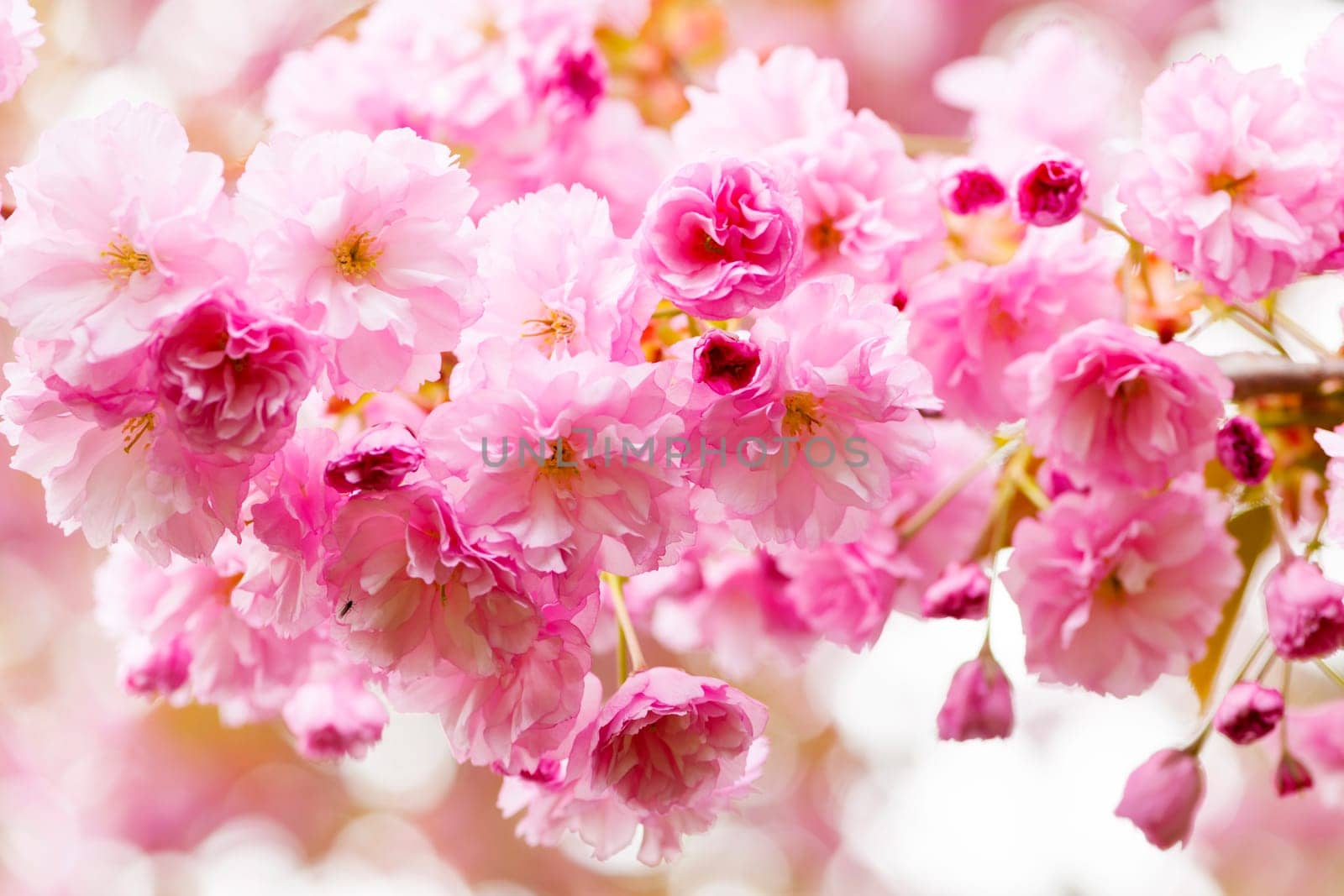 Pink cherry blossom flowers on flowering tree branch blooming in spring