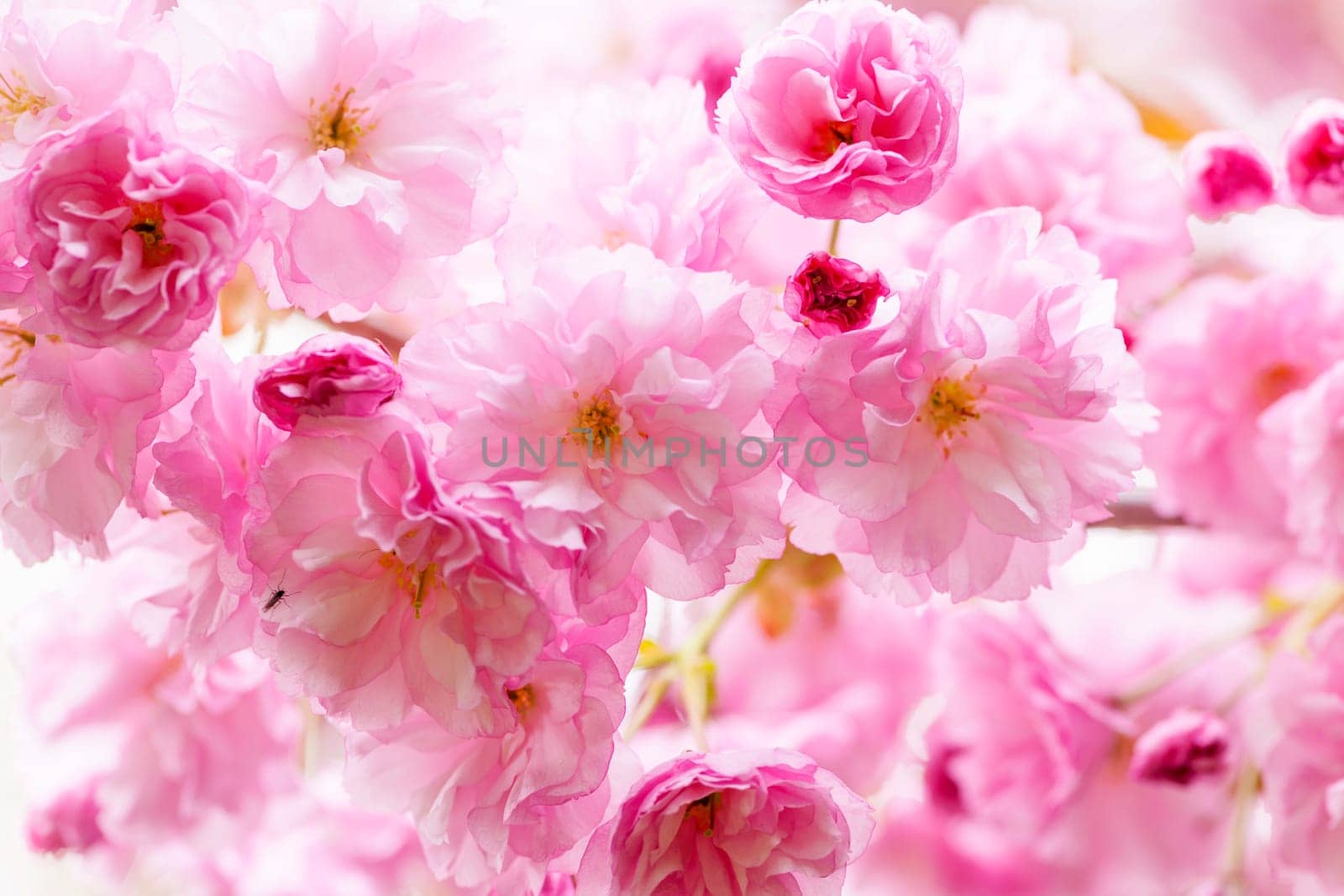 Pink cherry blossom flowers on flowering tree branch blooming in spring