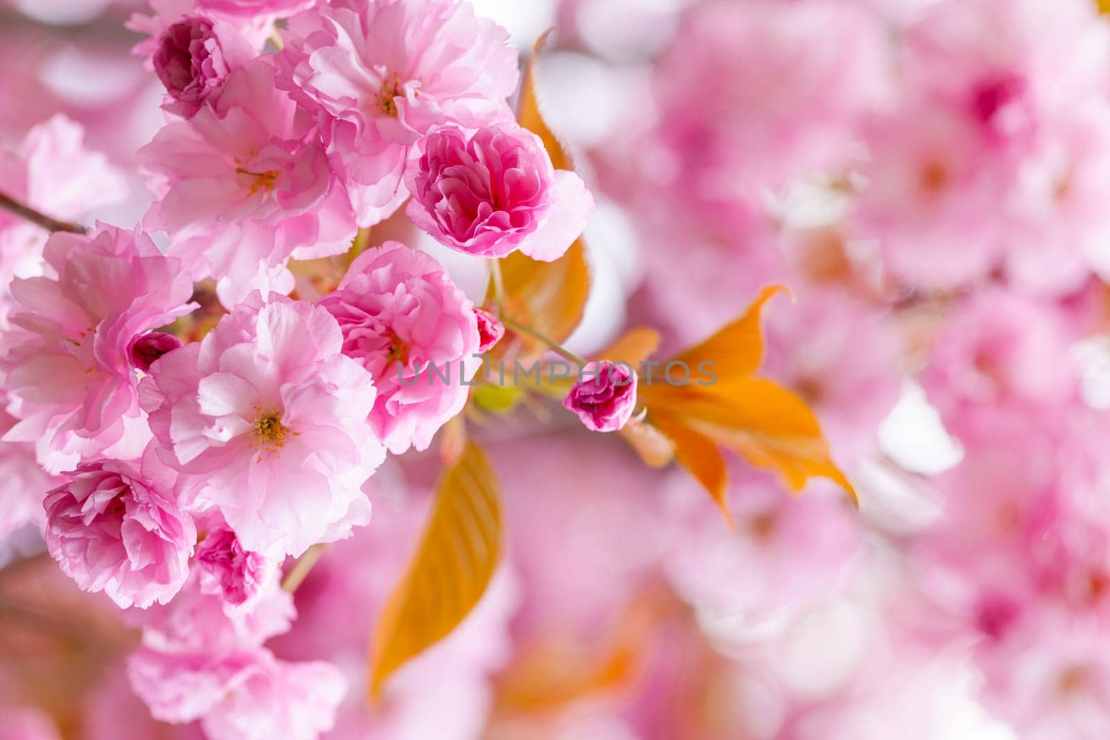 Pink cherry blossom flowers on flowering tree branch blooming in spring orchard with copy space
